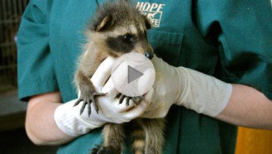 Hope - Schutzengel der Wildtiere Trailer
