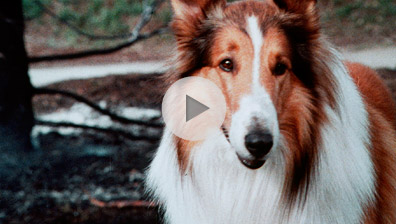 Lassie Trailer
