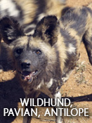 Wildhund, Pavian, Antilope – Folge 5