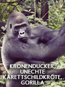 Kronenducker, Unechte Karettschildkröte, Gorilla – Folge 8