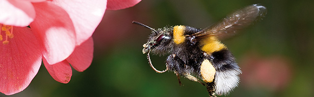 Anixe Wildlife - Hummeln - Bienen im Pelz