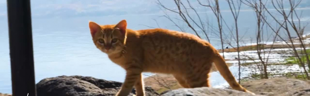 Fokus Jerusalem - Folge 431 (Folge 431)