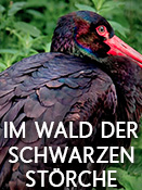 Im Wald der schwarzen Störche