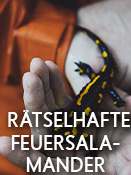 Rätselhafte Feuersalamander