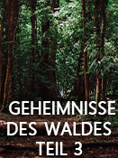 Geheimnisse des Waldes Teil 3