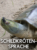 Schildkrötensprache