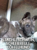 Stachelschwein, Schleiereule, Löffelhund – Folge 12