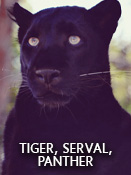 Tiger, Serval, Panther – Folge 13