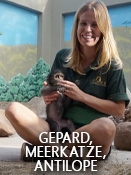 Gepard, Meerkatze, Antilope – Folge 7