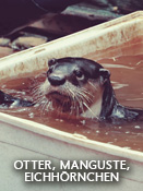 Otter, Manguste, Eichhörnchen – Folge 9